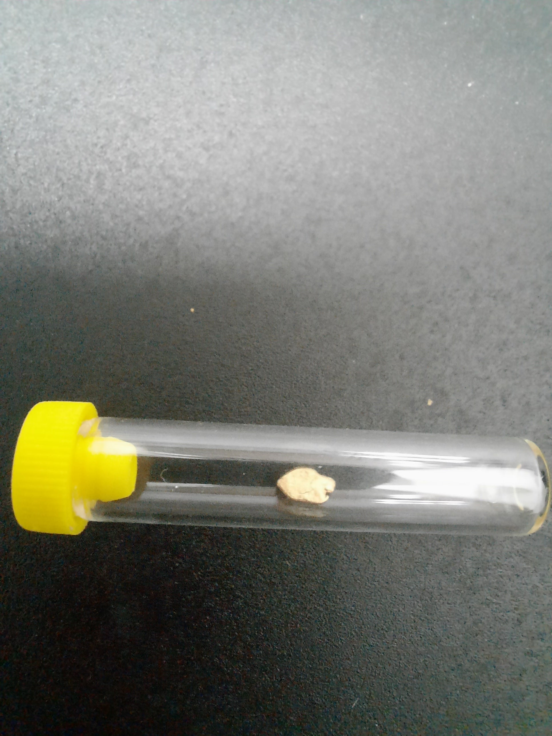 Goldnugget 0,6 - 1 Gramm